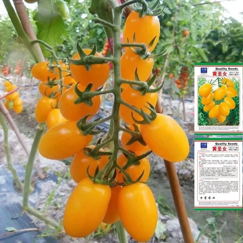 黄圣女果种子四季播黄红紫黑番茄种子阳台盆栽西红柿水果当季新种