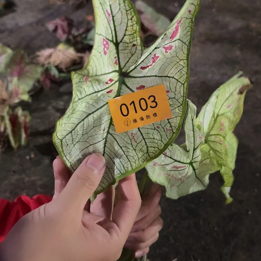 完全开放0103草莓之心裸球不售后