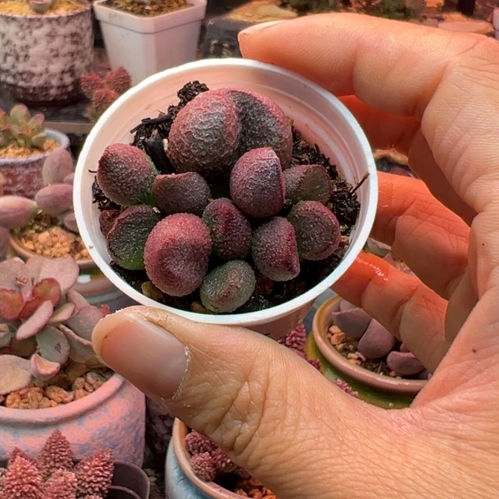 吉祥如意等名家名作和