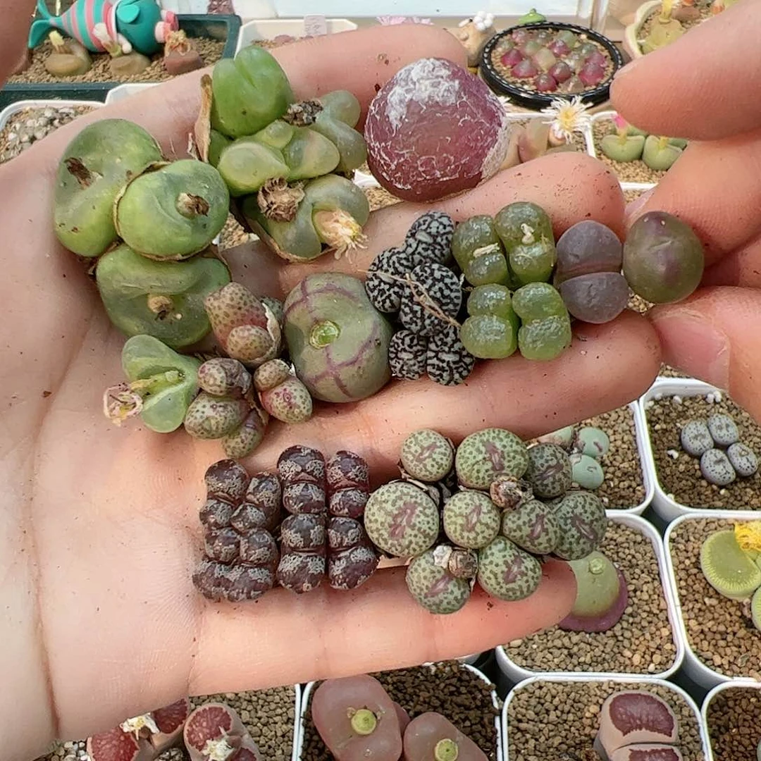 【闪购商品】227 秒