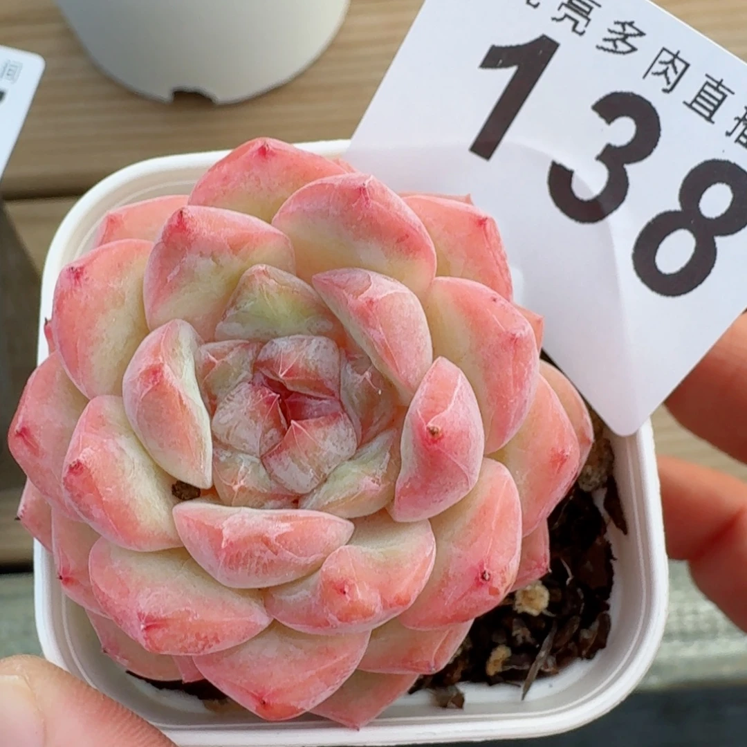 孤品          开播福利