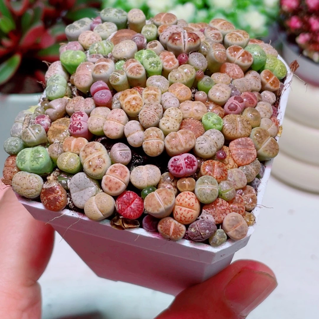 生石花凑单满9.9包邮发