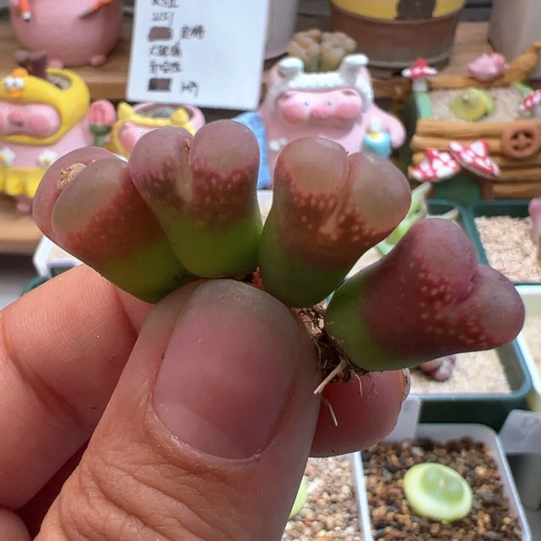 965。日系红宝石 两年半。单颗