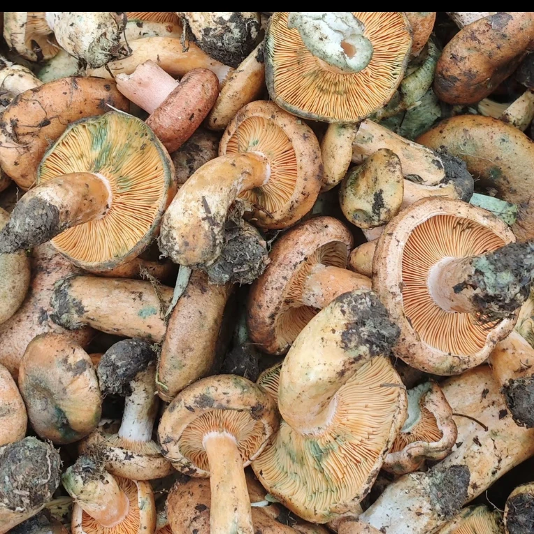 【焯水发货】黄枞菌松树菌 寒菌500g 顺丰包邮