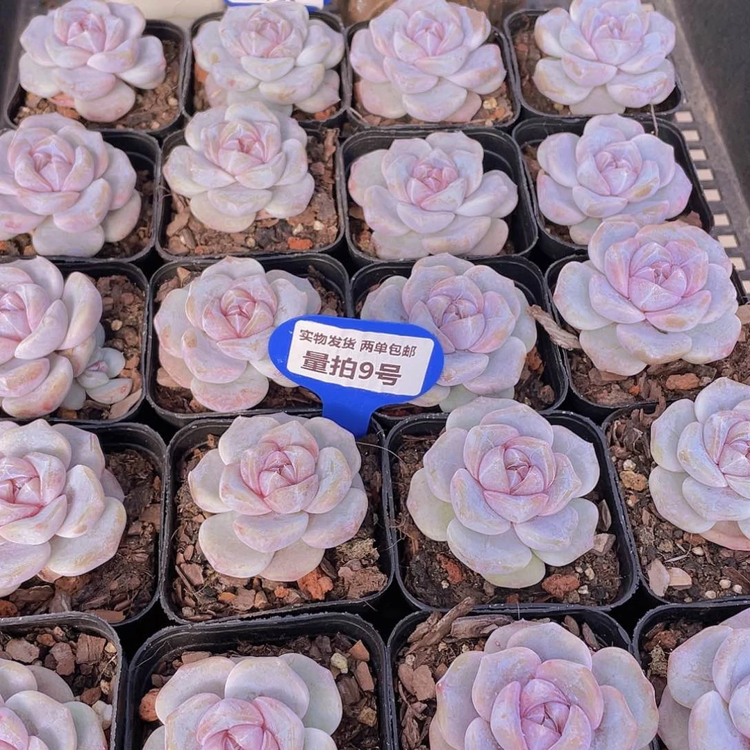 量拍9号 芋圆啵啵单头一个