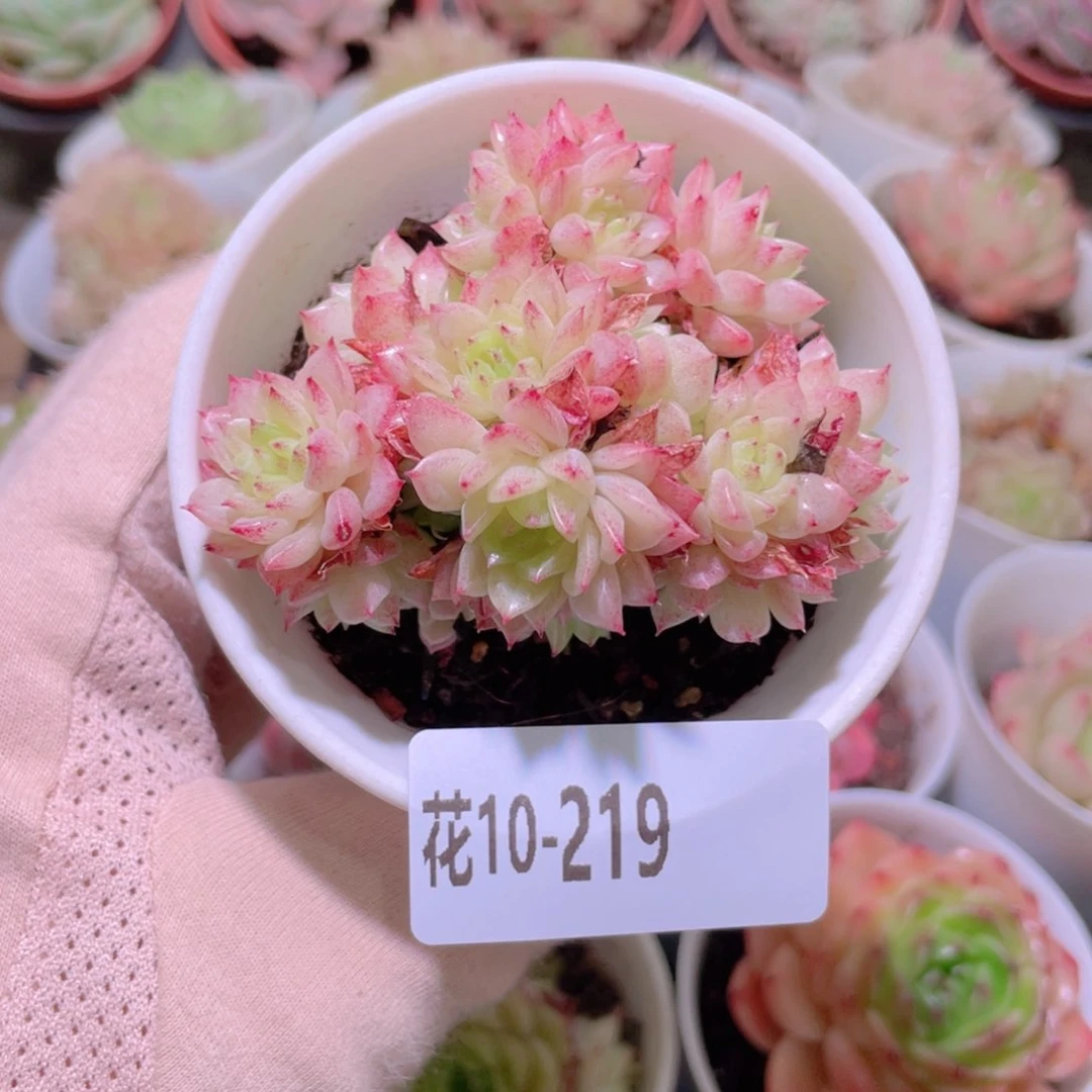 花利美10-219麦秆