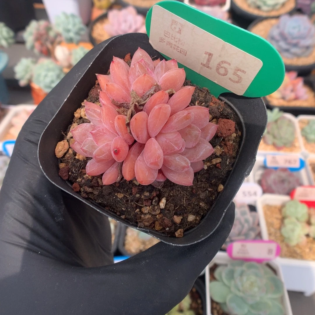 165 雪天使多肉多肉