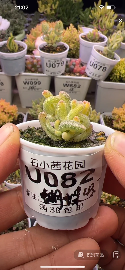 蝴蝶结-超白-多肉植物枝干番杏