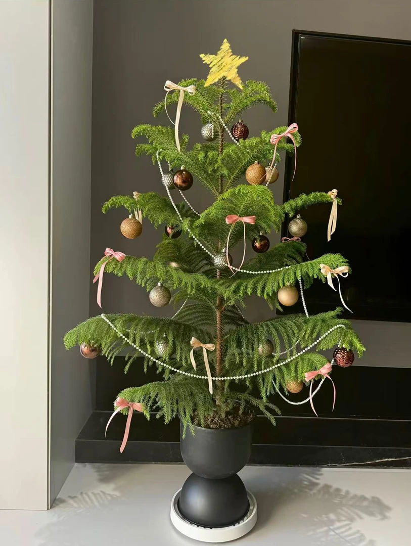 【节日氛围南洋杉】高品质大型盆栽圣诞树南洋杉室内客厅植物绿植