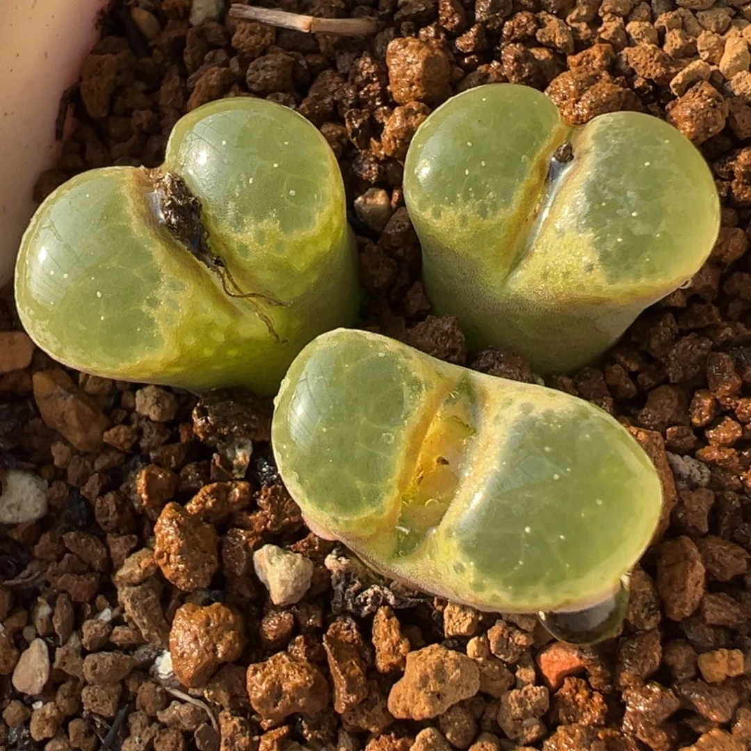 紫芭比风铃多肉百科