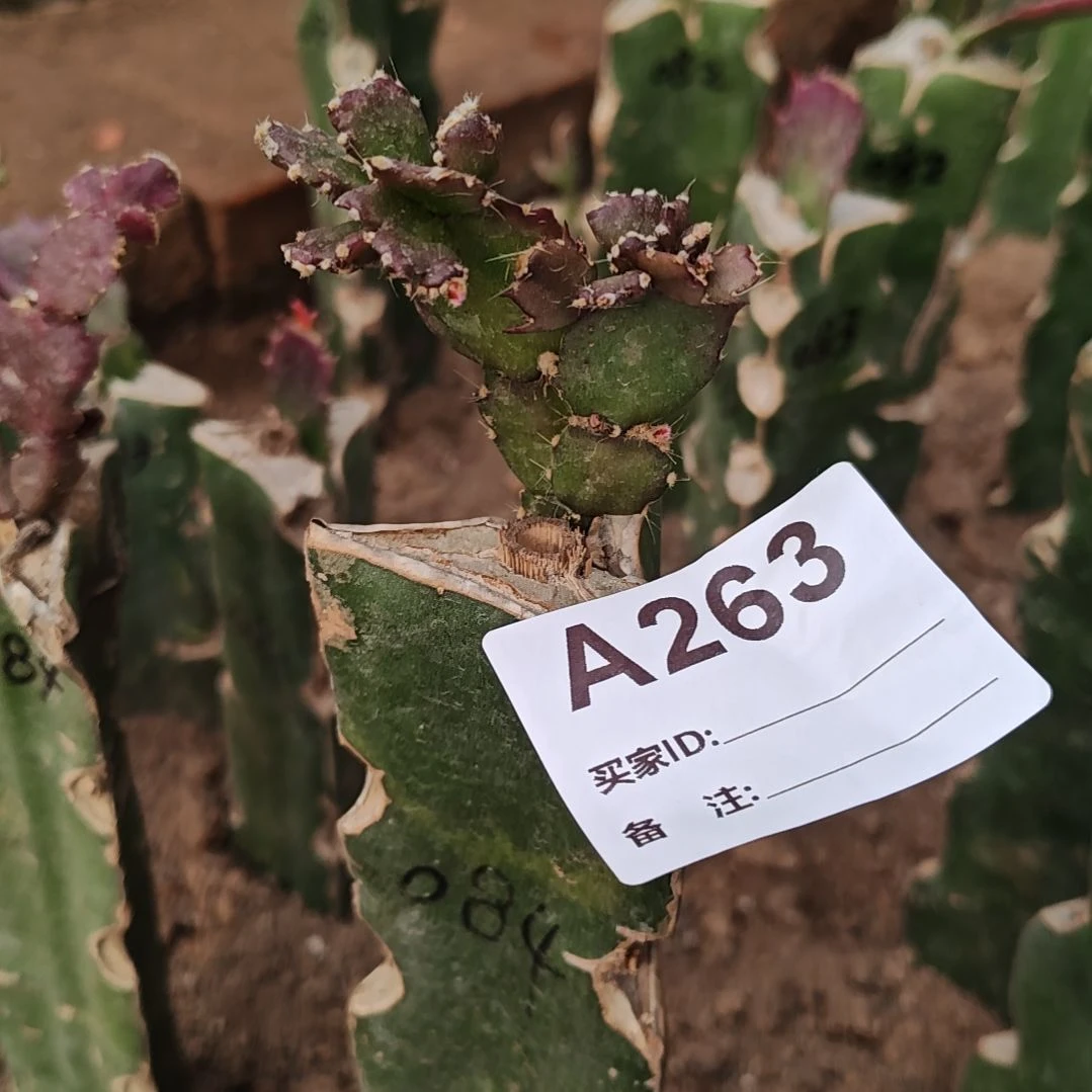 快***星084零下五度以上包邮263