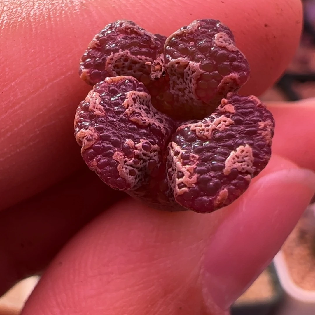 387。江南种源超蝶。