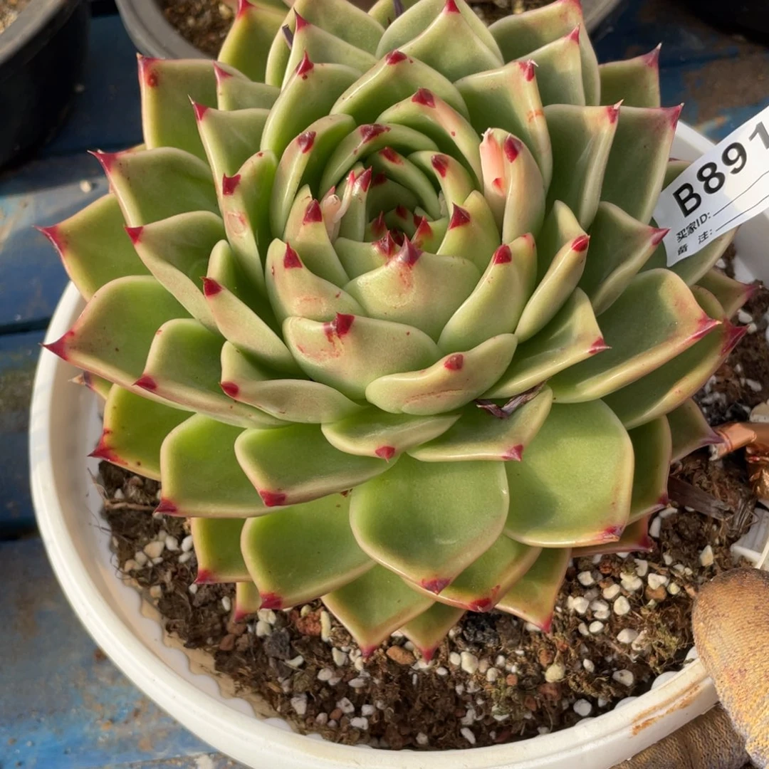 无花朵若如东云组拍B891