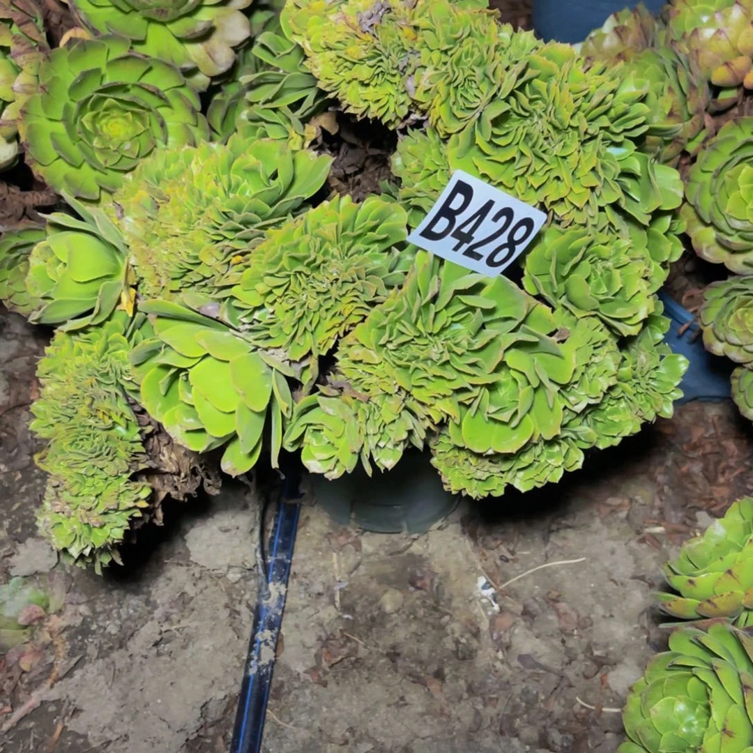 ****装绿杨蓉14–//8包邮d