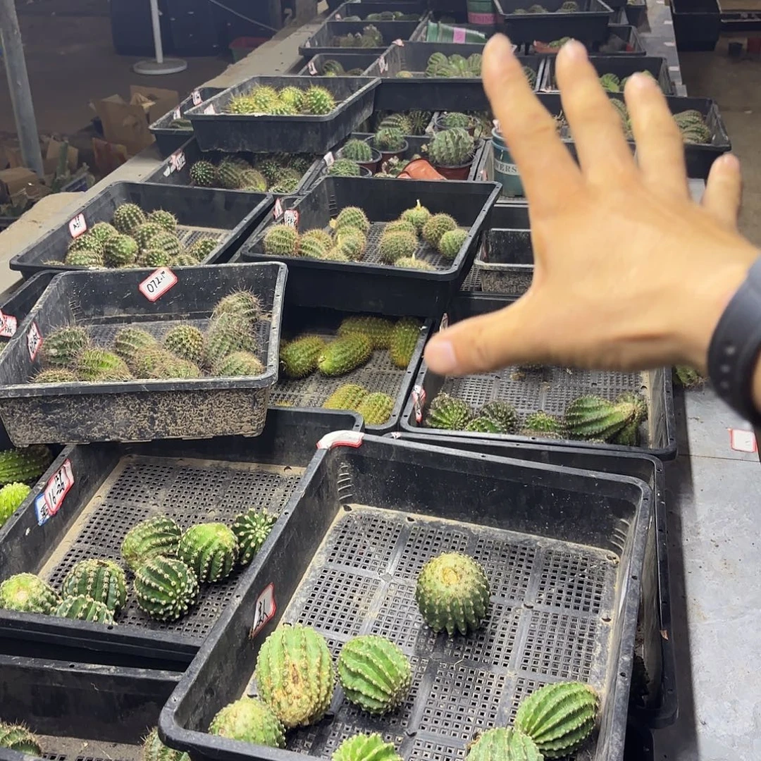 12品彩侧牙20包邮仙人球