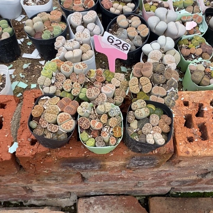 卿***语生石花的季节是626