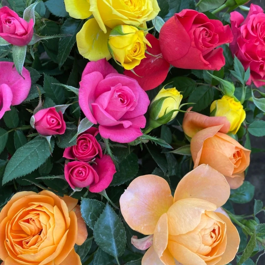 混色月季花盆栽四季开花阳台庭院花苗带花苞月季花苗花卉