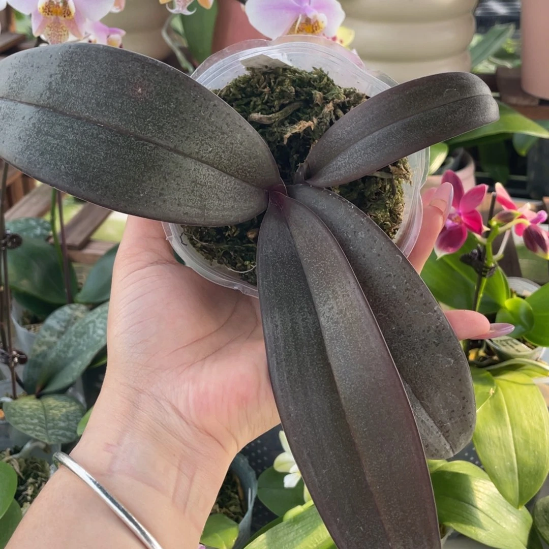 当前无花栽培后可以开花3.5西交卡普