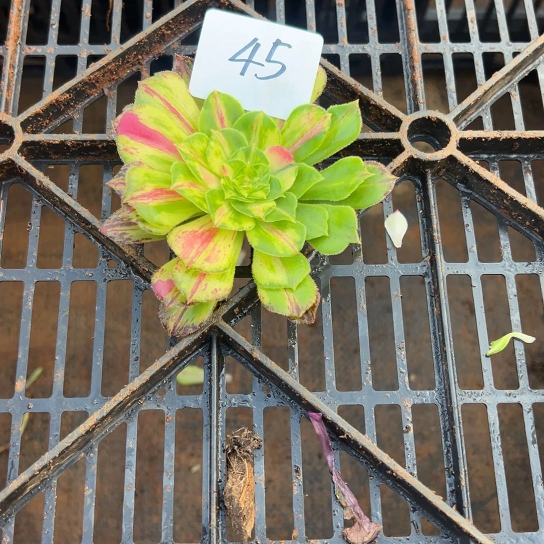 精品多肉植物045