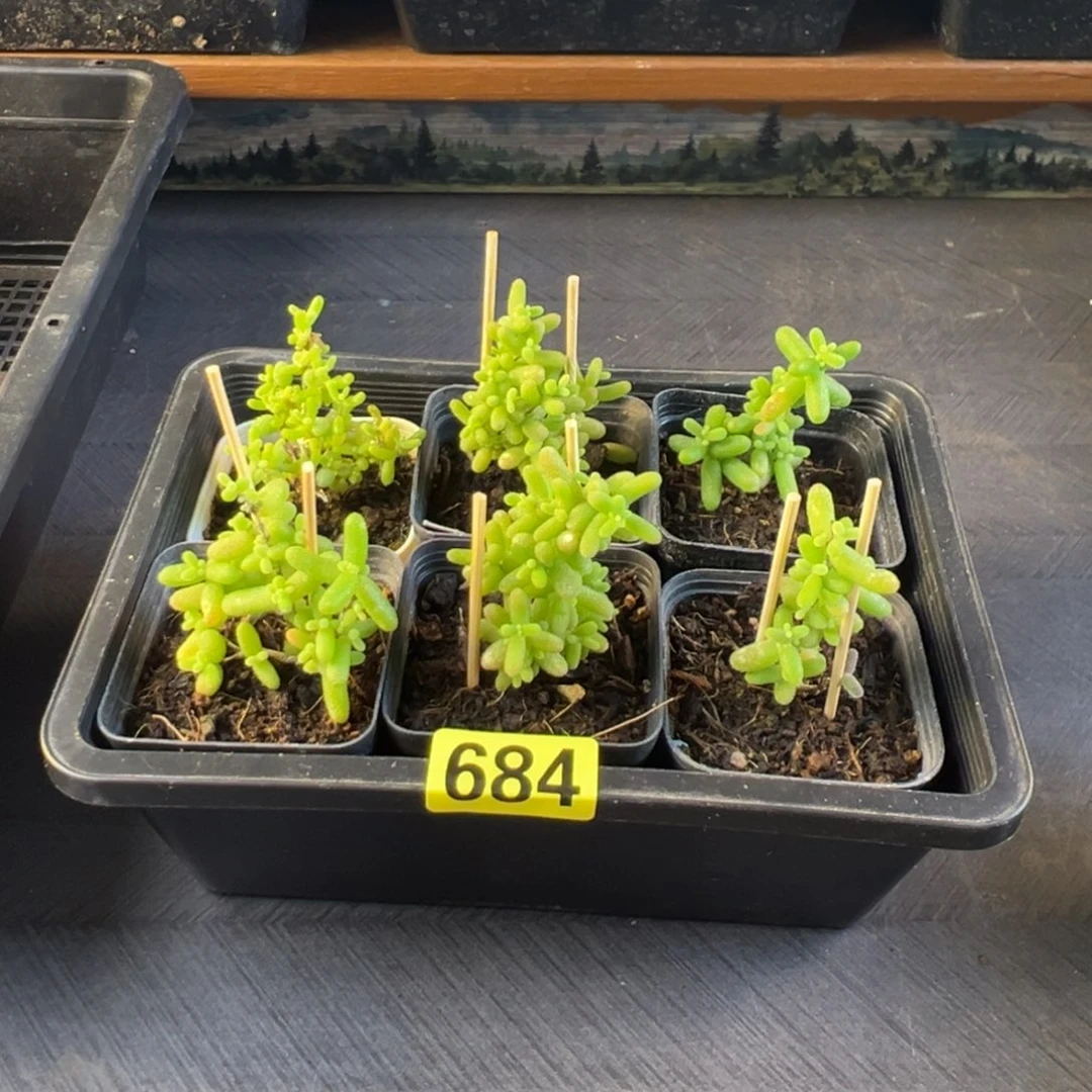 枝干番杏多肉植物684