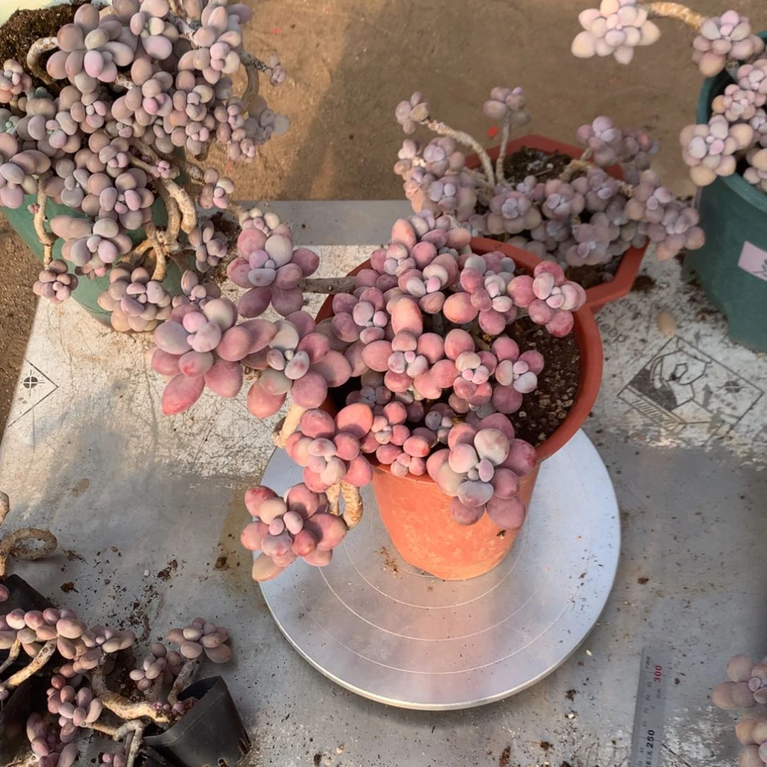 桃蛋老桩不带盆34号