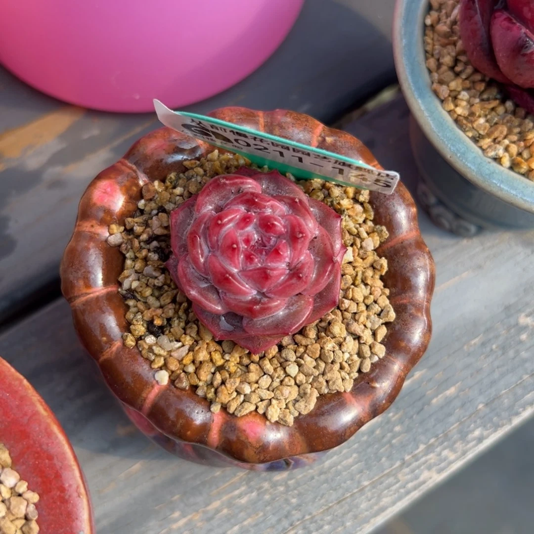 多肉一物一拍0211-145