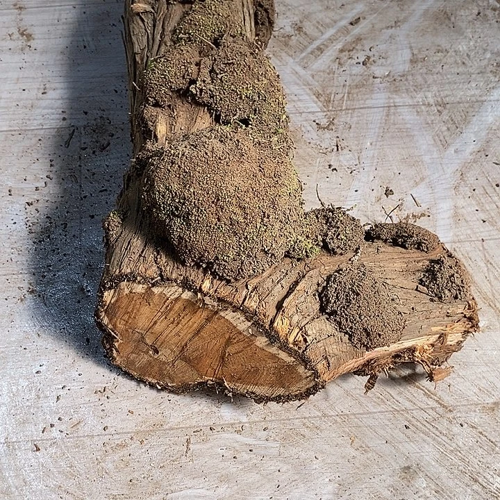 晓***明柏木精品小店买了一个