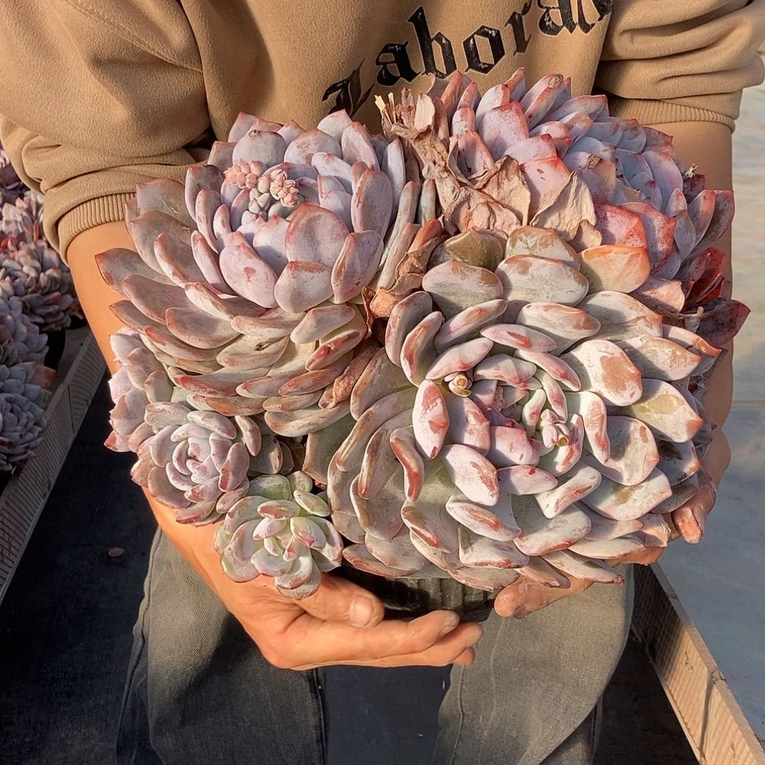 132 一物一拍不退不换