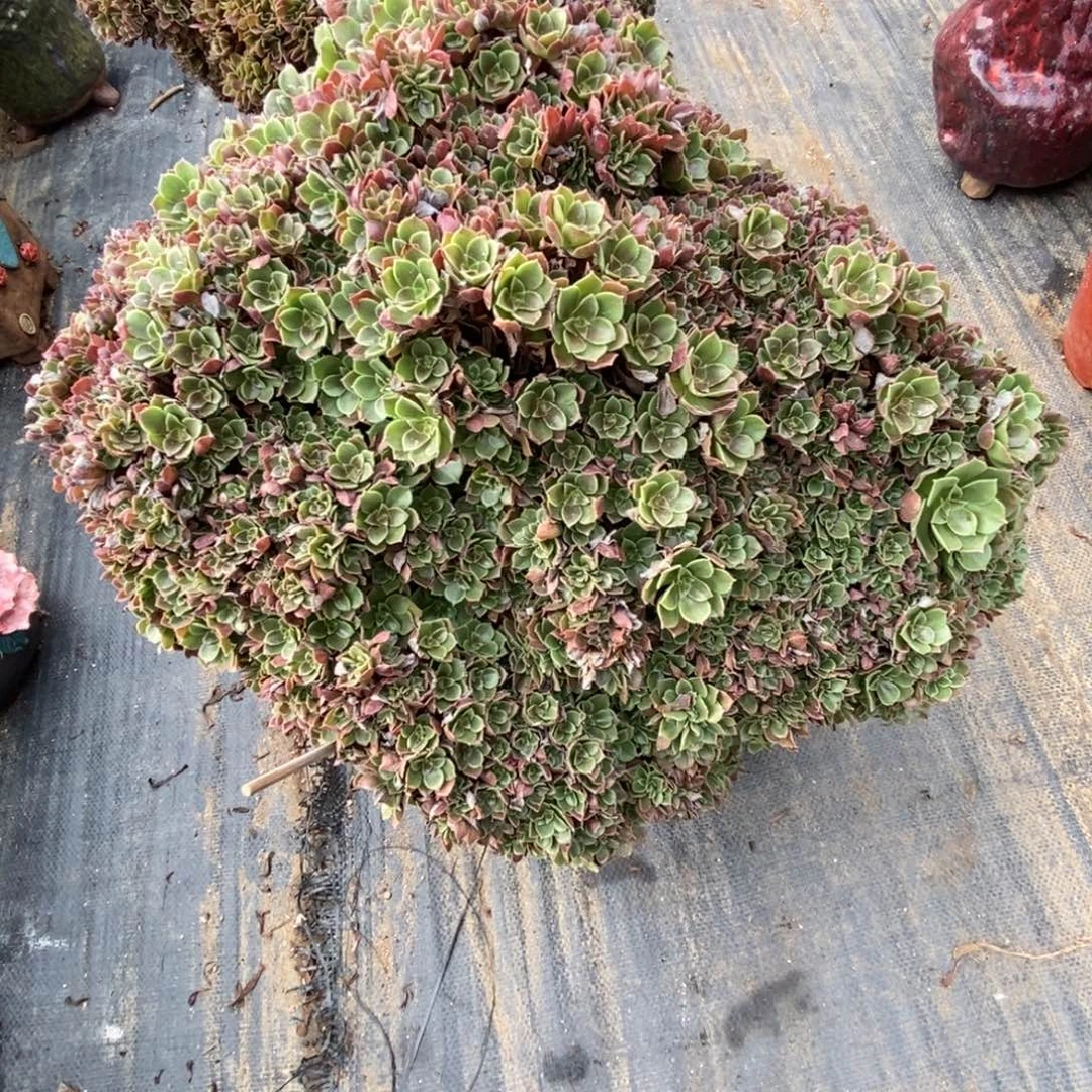 无花朵玫瑰朵朵缀