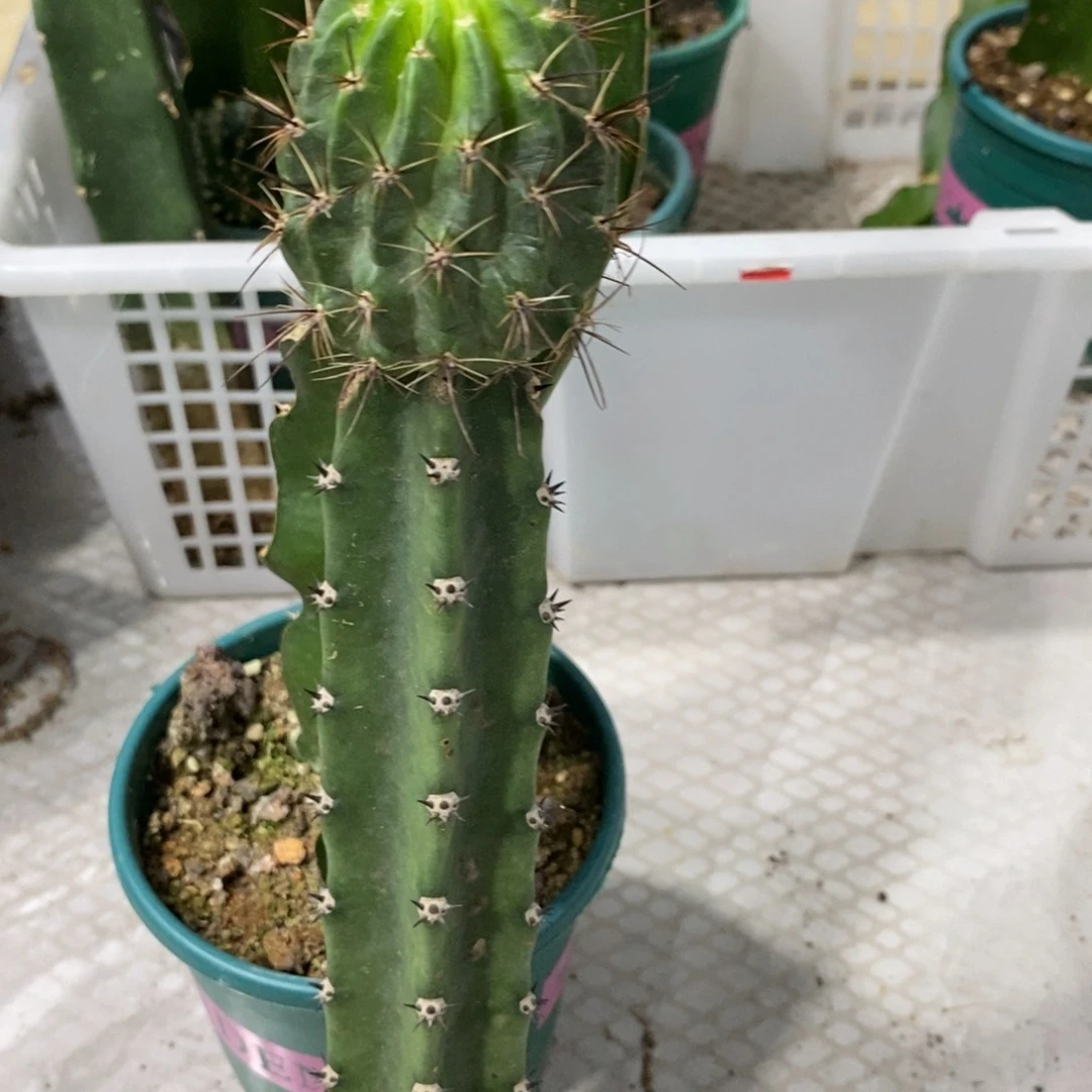 新品丽花白花绿喉母本绣谱徒长