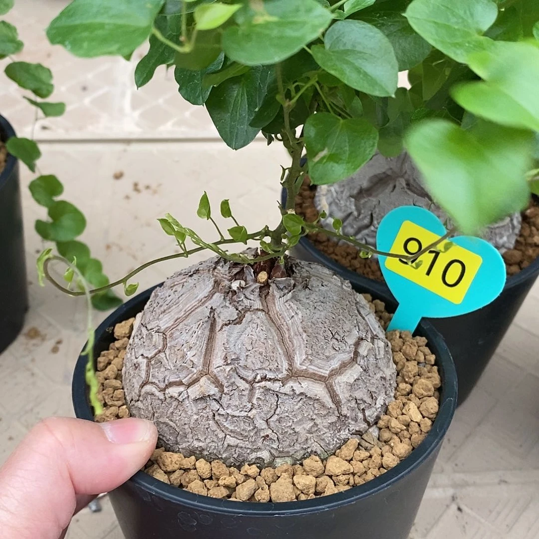 南非龟甲龙龟甲龙