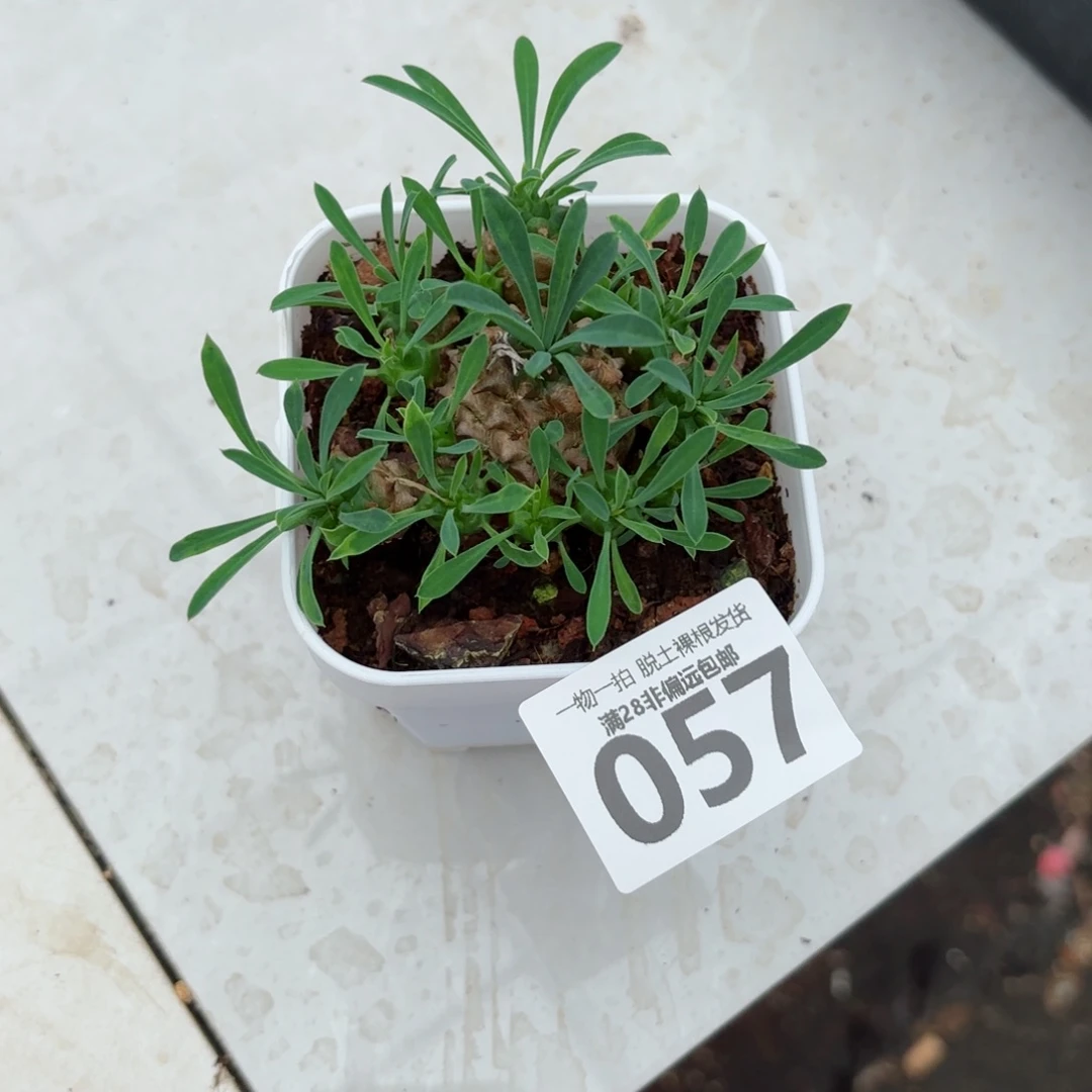 铁甲王多肉多肉多肉多肉多肉