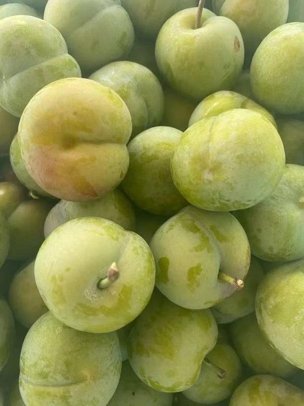 赤水河新鲜凤凰李