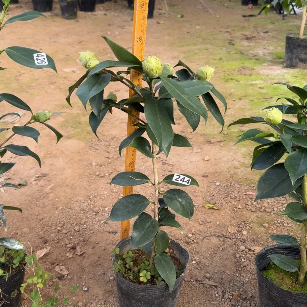 少量花朵（建议范围：2朵-5朵 或40%以下）244绿可娜