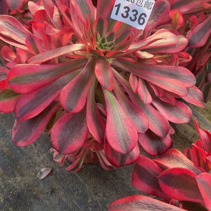 1336南美杜莎多肉植物