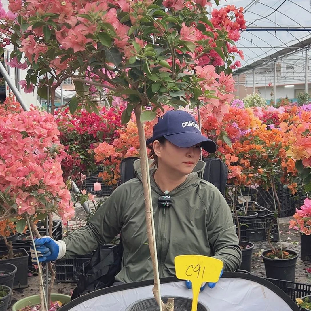 暮***雨大部分花苞少量开放C91卡亚塔