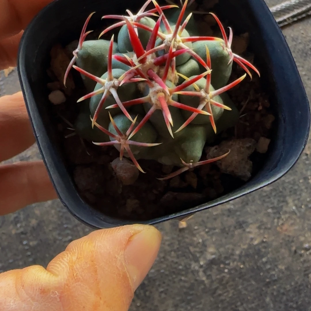 1135大红鹰大福利