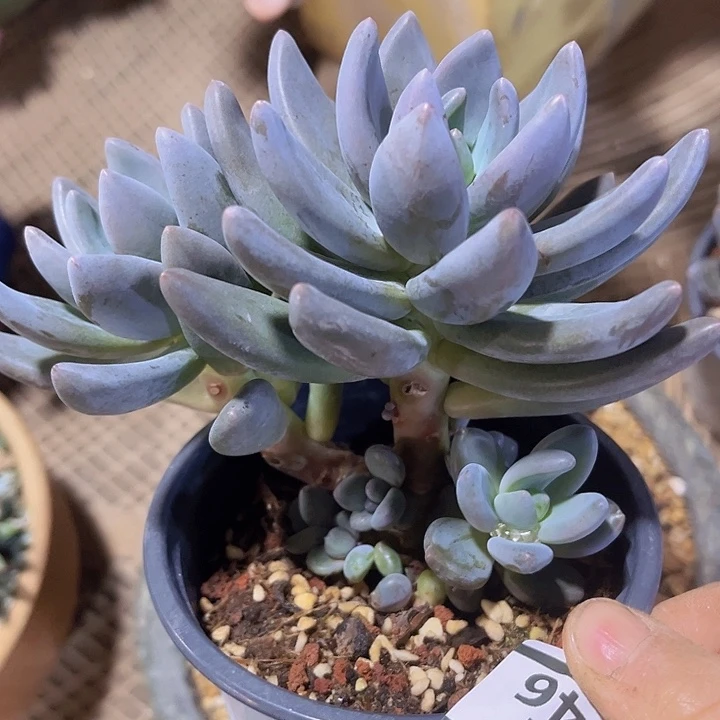 黑加仑11146多肉植物