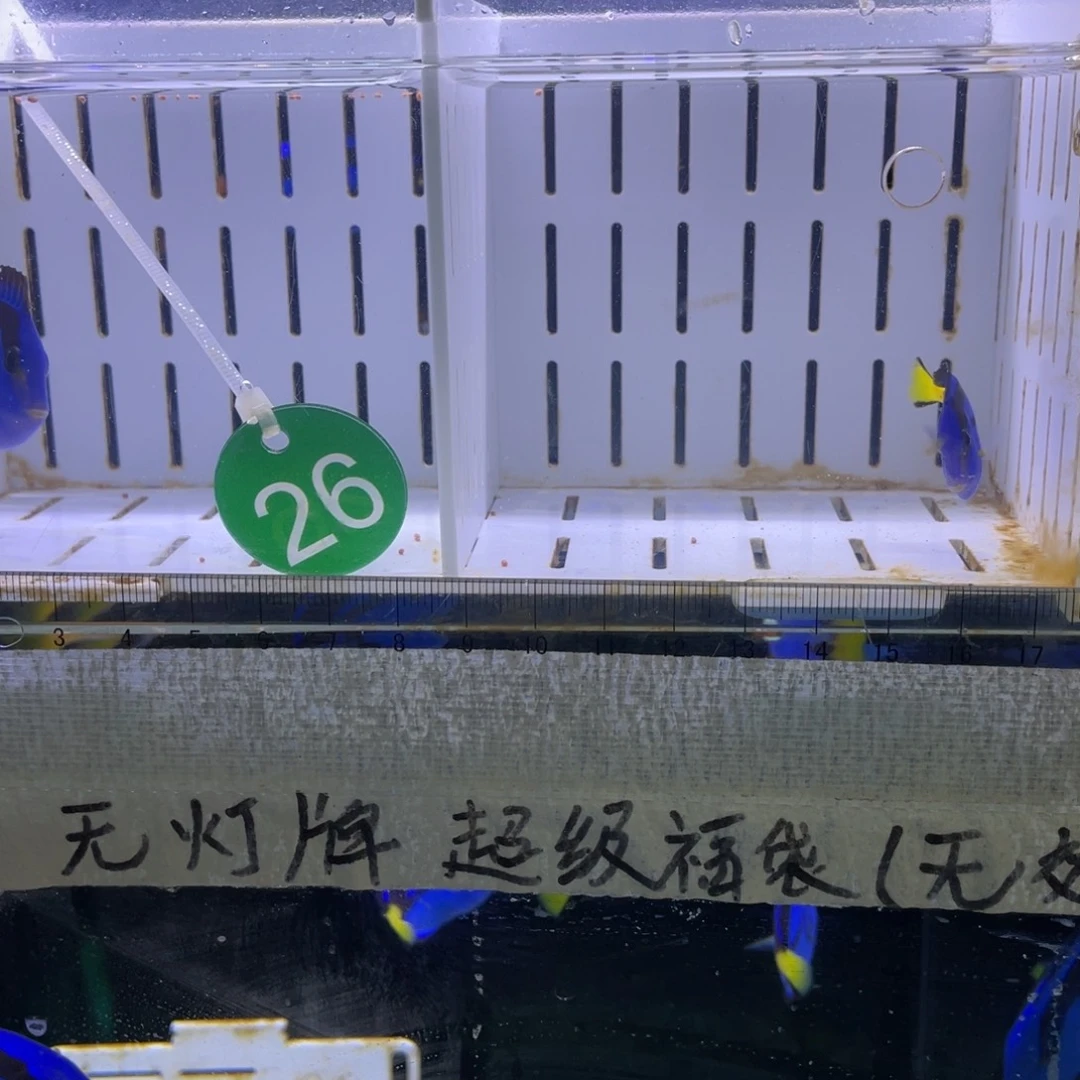 海水鱼蓝调一条11111