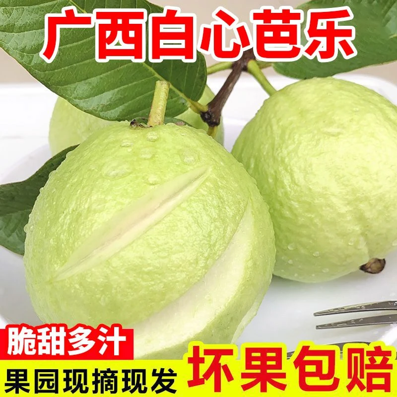 广西产地直供新鲜采摘芭乐白心番石榴脆爽多汁清甜好吃的孕妇水果