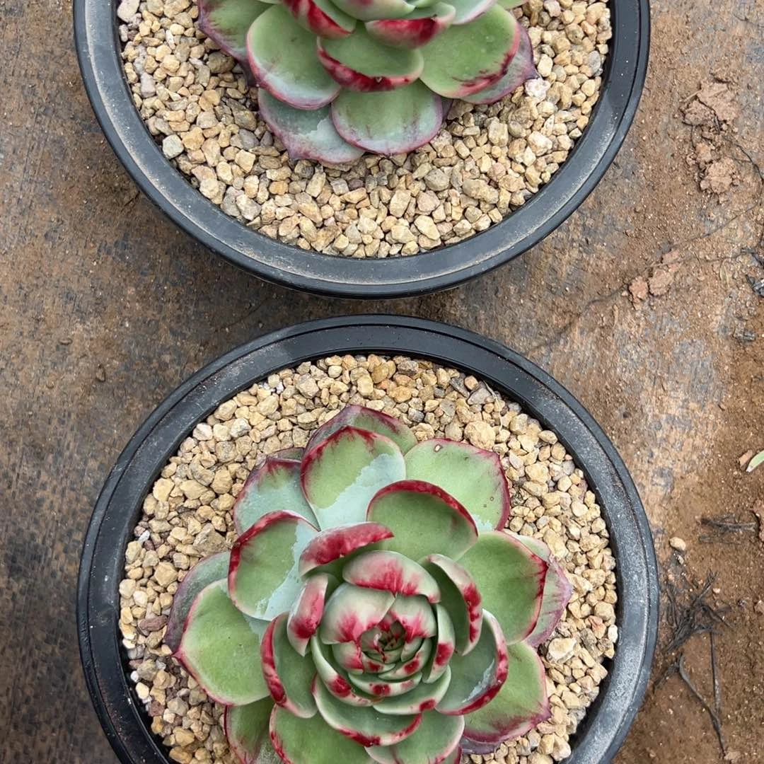 惊鸿仙子多肉植物