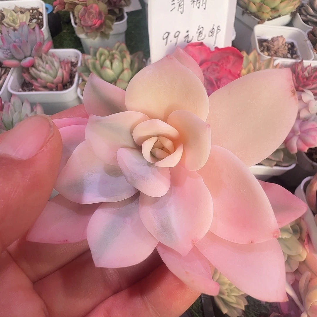 橘****多肉植物多肉植物