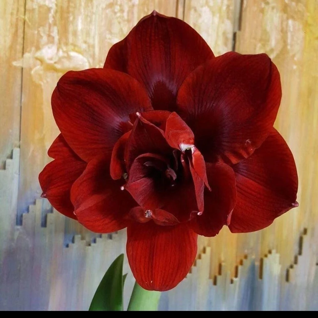 新品【重瓣黑天鹅】福利款重瓣朱顶红种球