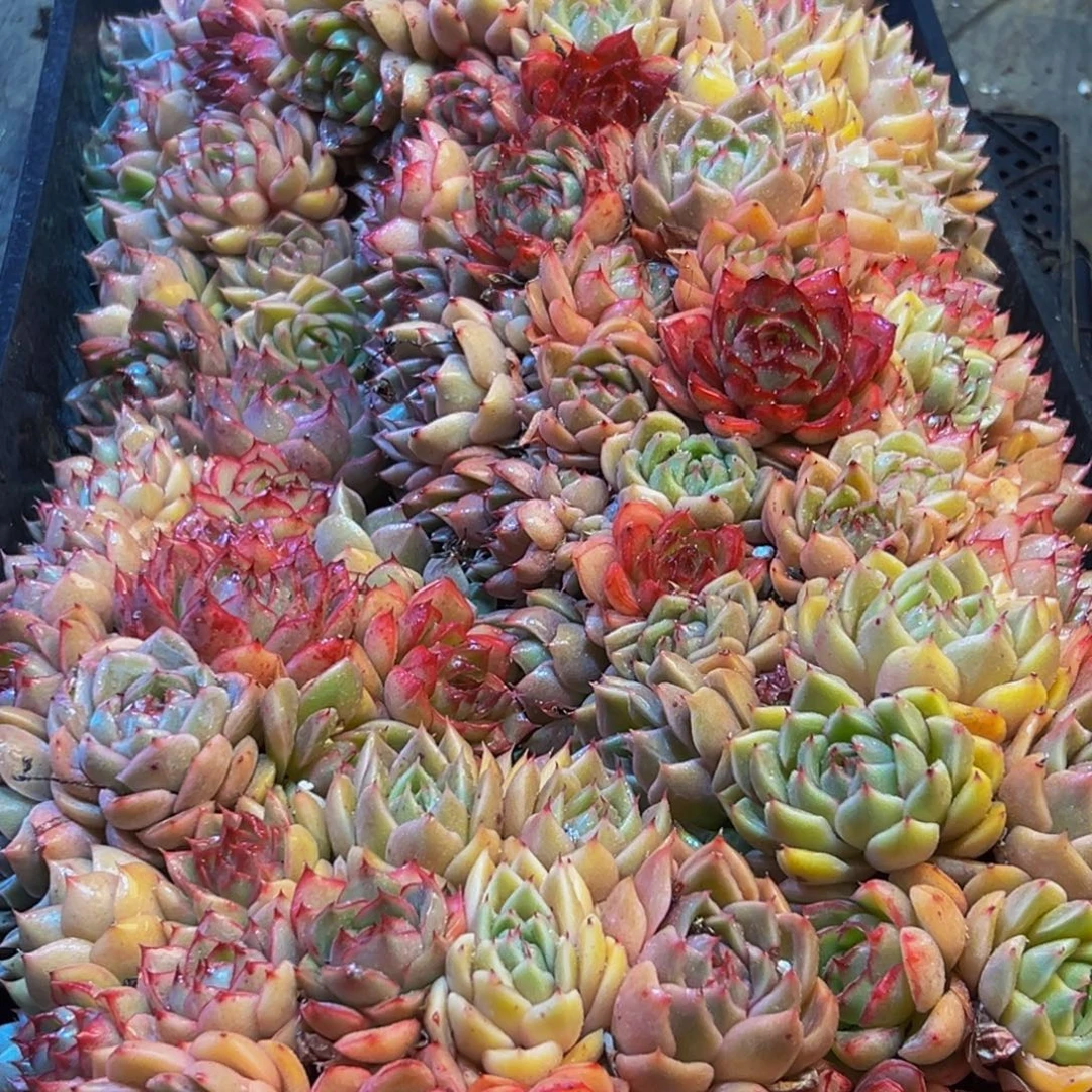 795多肉葡萄领导人物库资料