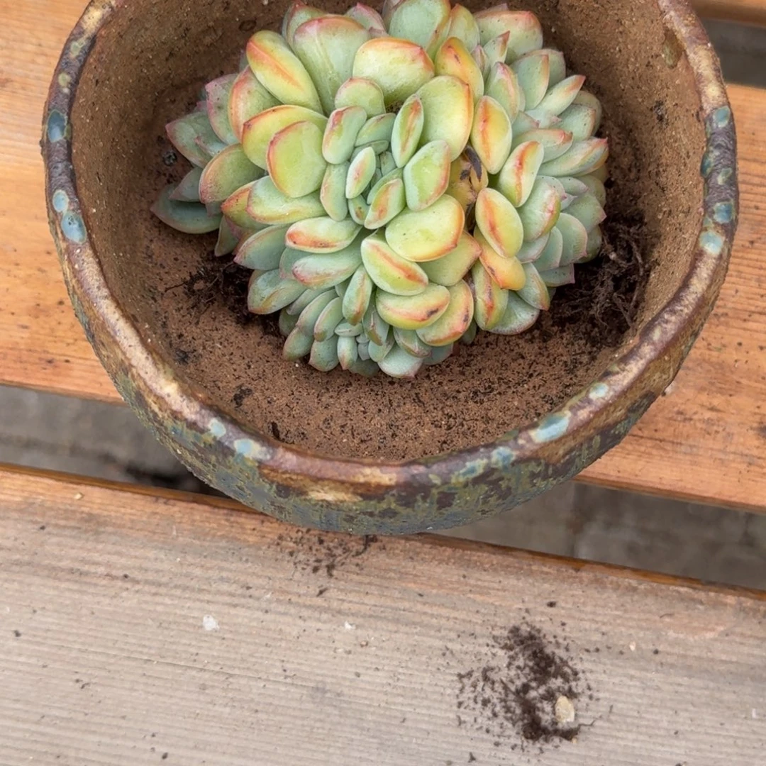 ****小哥哥盆➕泡芙缀化一物一拍