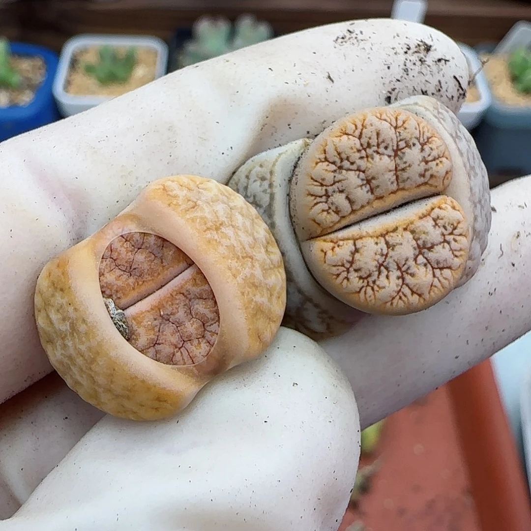 040福利福利福利