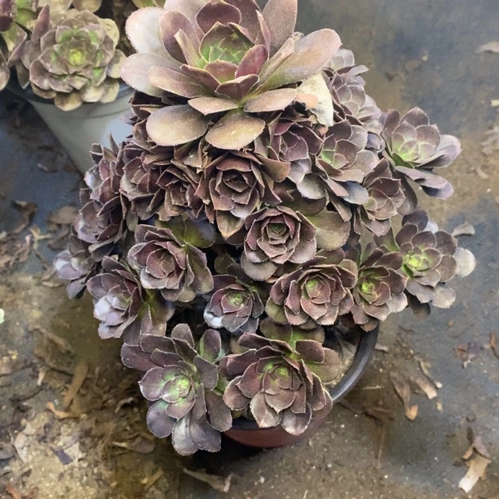 灰圆叶多肉断头不包