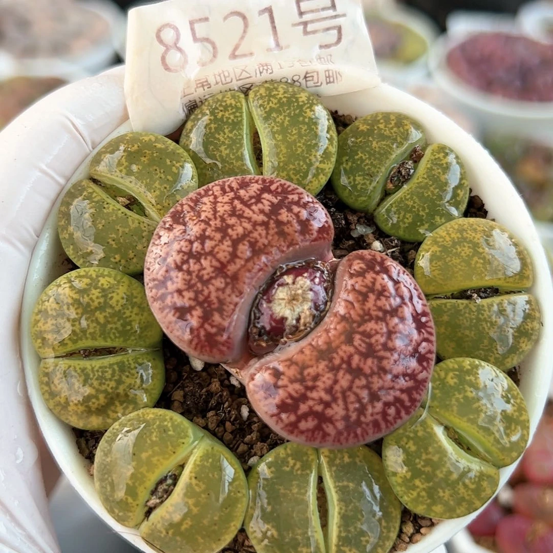 好养易活生石花大母本8521