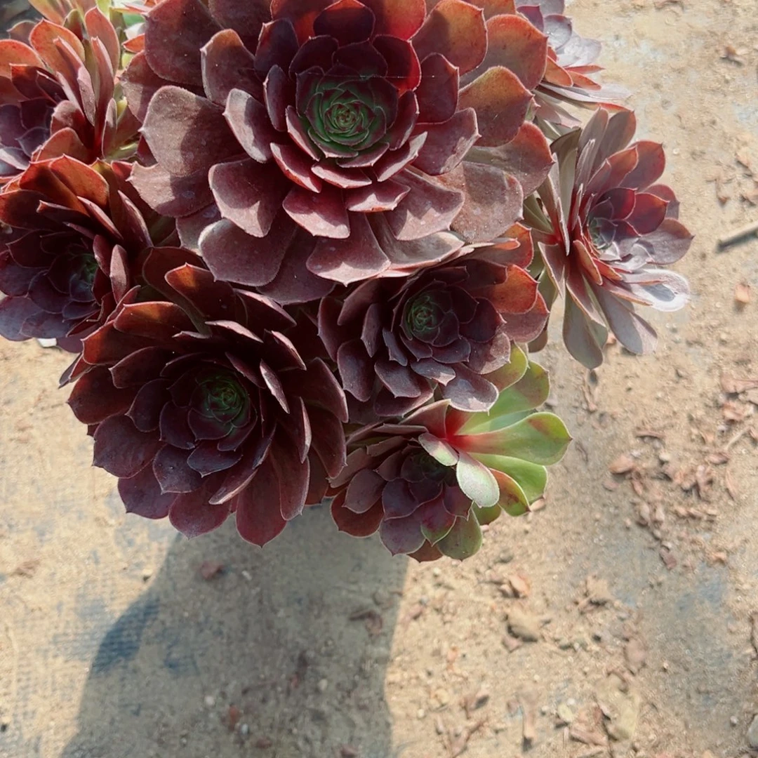 820万红多肉植物法师