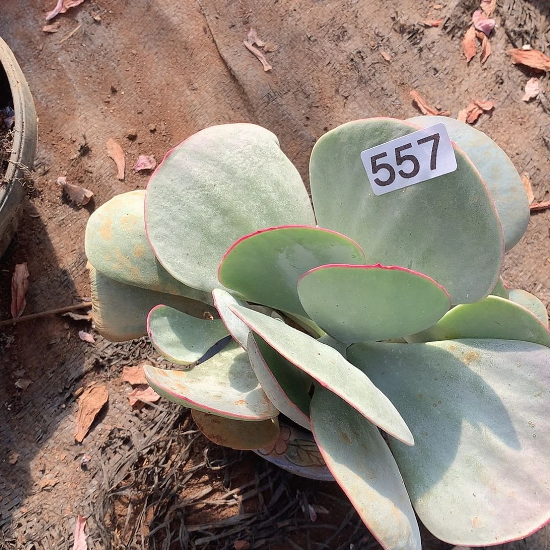 557白眉一物一拍多肉